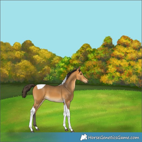Horse Color:Buckskin Tobiano 