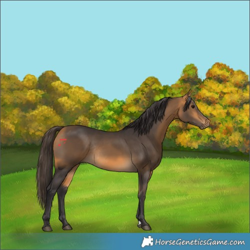 Horse Color:Buckskin Rabicano 