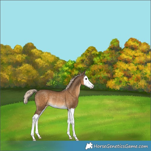 Horse Color:Chocolate Palomino Splash Rabicano 
