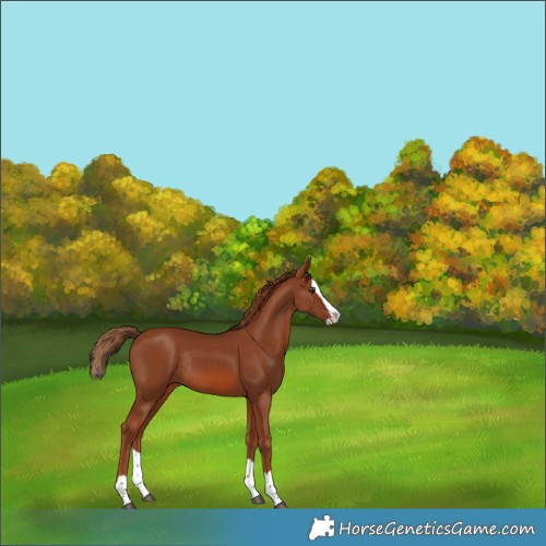 Horse Color:Chestnut Splash Rabicano 
