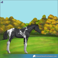 Horse Color:Black Tobiano 