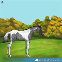 Horse Color:Blue Roan Tobiano Varnish