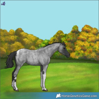 Horse Color:Blue Roan Tobiano