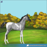 Horse Color:Blue Roan Tobiano