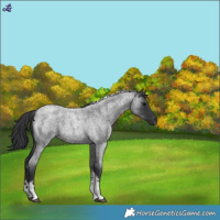 Horse Color:Blue Roan Tobiano