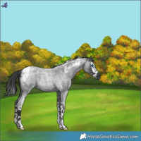 Horse Color:Blue Roan Splash Tobiano 
