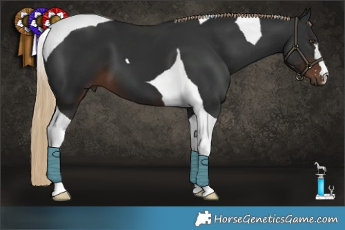 Horse Color:Liver Chestnut Tobiano 