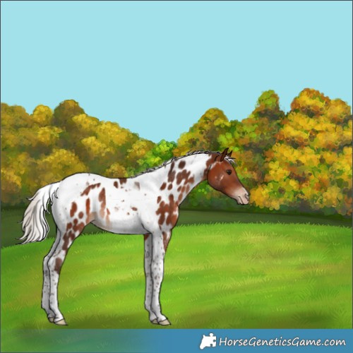 Horse Color:Silver Brown Tobiano Appaloosa Rabicano