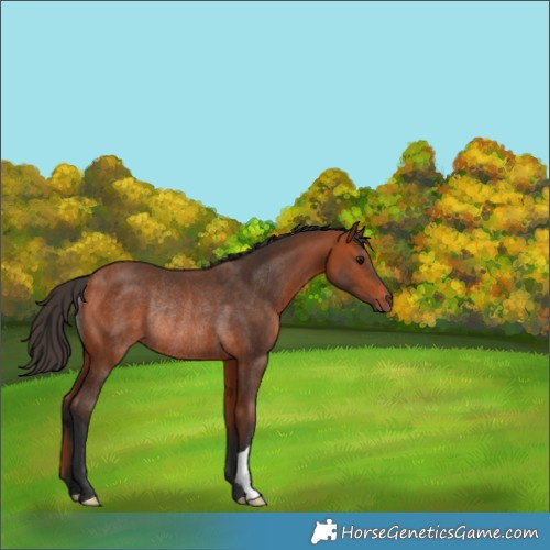 Horse Color:Bay Rabicano 