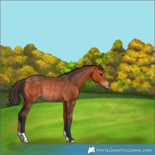 Horse Color:Bay Rabicano 