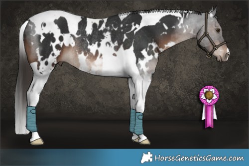 Horse Color:White Spotted Liver Chestnut Tobiano Rabicano 