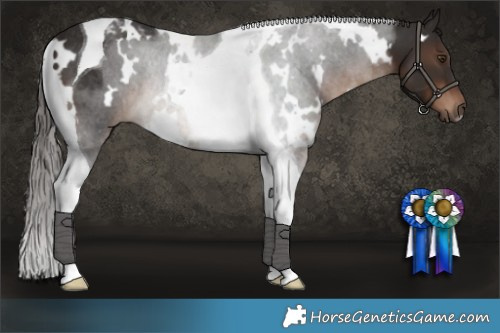 Horse Color:White Spotted Liver Chestnut Tobiano Rabicano 
