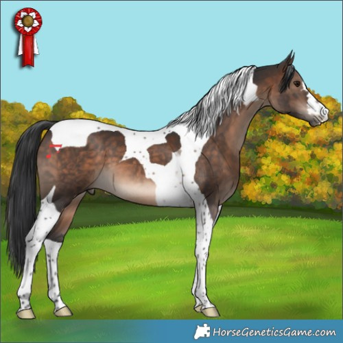 Horse Color:Brown Tobiano 