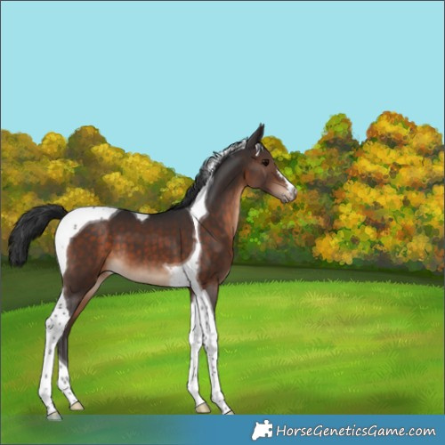 Horse Color:Brown Tobiano 