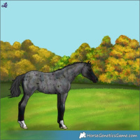 Horse Color:Midnight Blue Roan