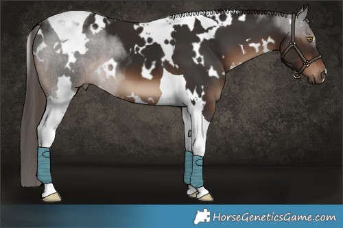 Horse Color:White Spotted Liver Chestnut Tobiano 