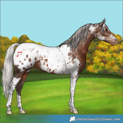 Horse Color:Silver Brown Tobiano Appaloosa 