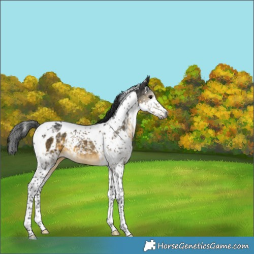 Horse Color:Gray Buckskin Splash Tobiano Appaloosa 