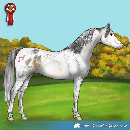 Horse Color:Gray Buckskin Splash Tobiano Appaloosa 