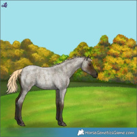 Horse Color:Midnight Palomino Roan 