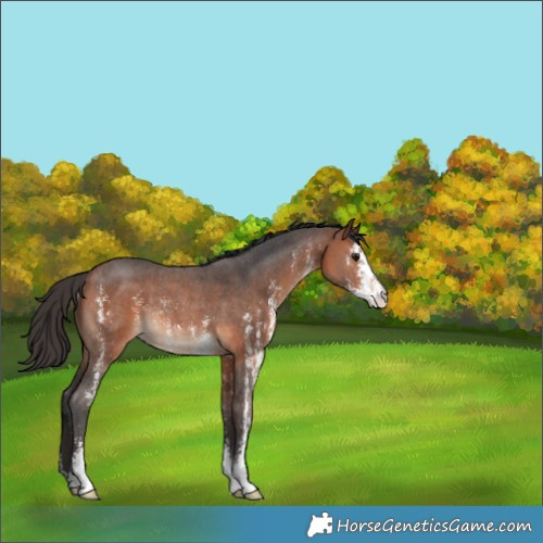 Horse Color:Bay Sabino Rabicano