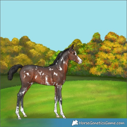 Horse Color:White Spotted Brown Sabino Rabicano 