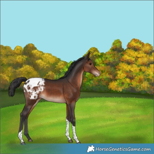 Horse Color:Brown Tobiano Appaloosa 