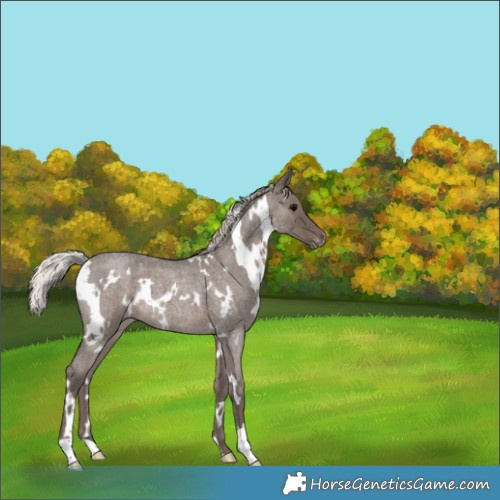 Horse Color:White Spotted Silver Blue Roan Varnish Rabicano 