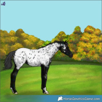 Horse Color:Midnight Black Near Leopard Rabicano 
