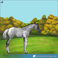 Horse Color:Blue Roan Tobiano 