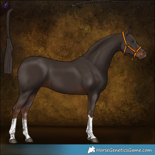 Horse Color:Liver Chestnut Sabino Tobiano 