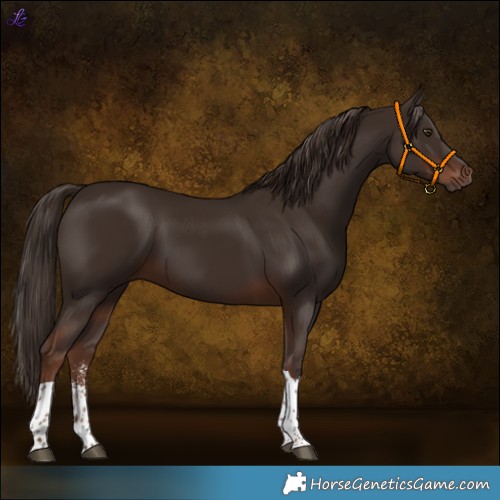 Horse Color:Liver Chestnut Sabino Tobiano 