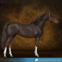 Horse Color:Liver Chestnut Sabino Tobiano 