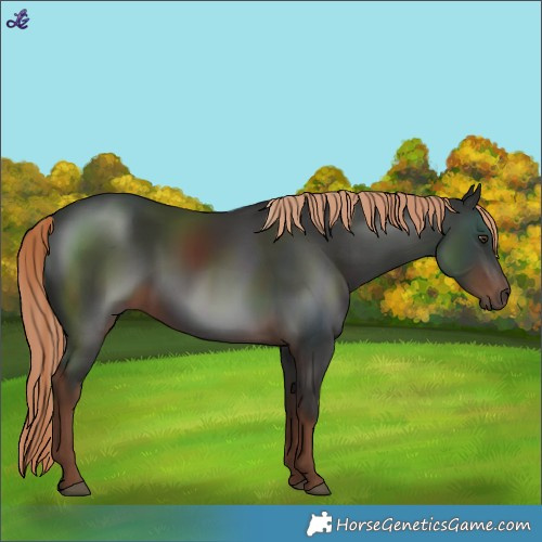 Horse Color:Liver Chestnut