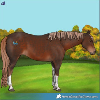 Horse Color:Liver Chestnut Tobiano