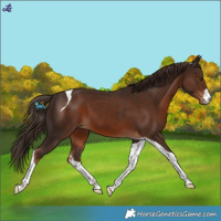 Horse Color:White Spotted Liver Chestnut Tobiano