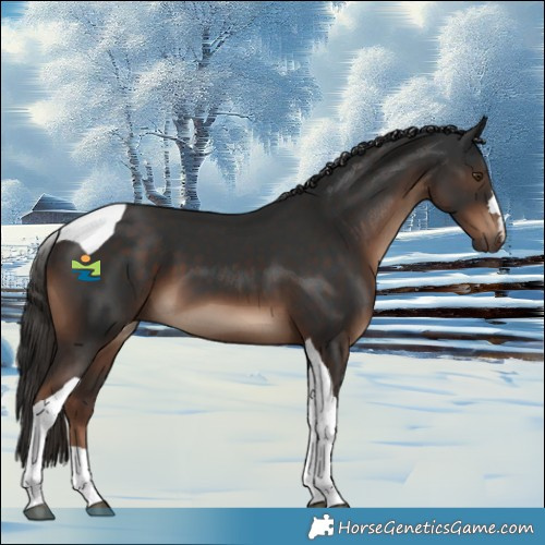 Horse Color:Liver Chestnut Tobiano 