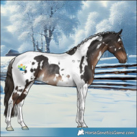 Horse Color:White Spotted Liver Chestnut Tobiano Rabicano
