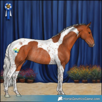 Horse Color:Silver Bay Tobiano Rabicano 