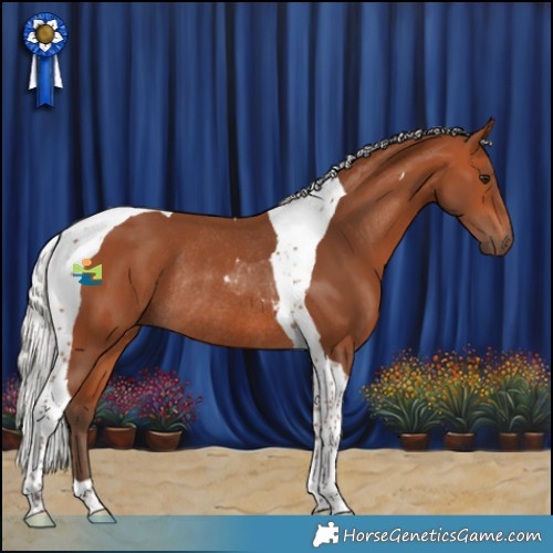Horse Color:Silver Bay Tobiano Rabicano 