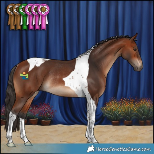 Horse Color:Bay Tobiano Rabicano 
