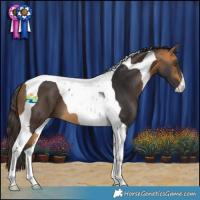 Horse Color:Buckskin Tobiano