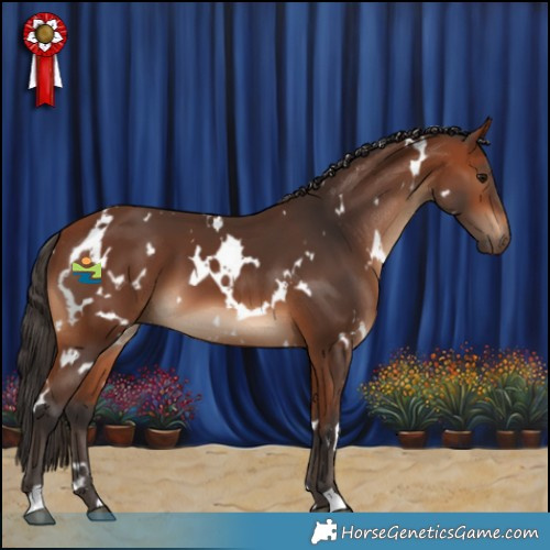 Horse Color:White Spotted Bay 