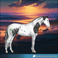 Horse Color:Black Splash Tobiano Appaloosa Rabicano 