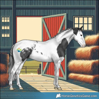 Horse Color:Black Splash Tobiano Appaloosa Rabicano 