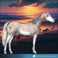 Horse Color:Silver Bay Roan Splash 