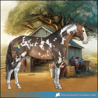 Horse Color:White Spotted Buckskin Splash Rabicano 