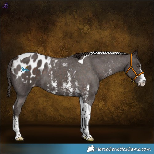 Horse Color:Liver Chestnut Sabino Tobiano Appaloosa 