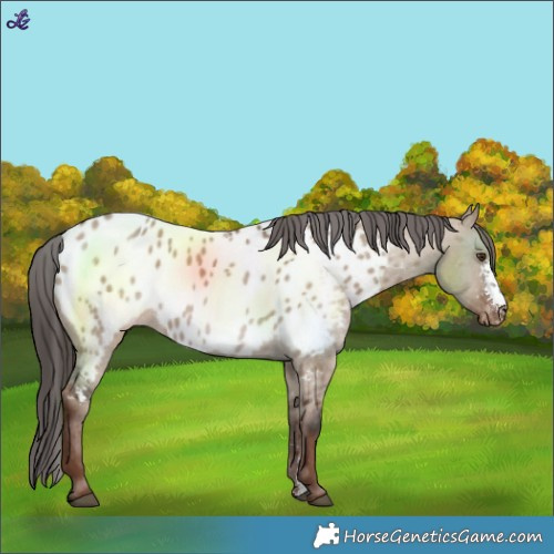 Horse Color:Liver Red Dun Sabino Near Leopard 