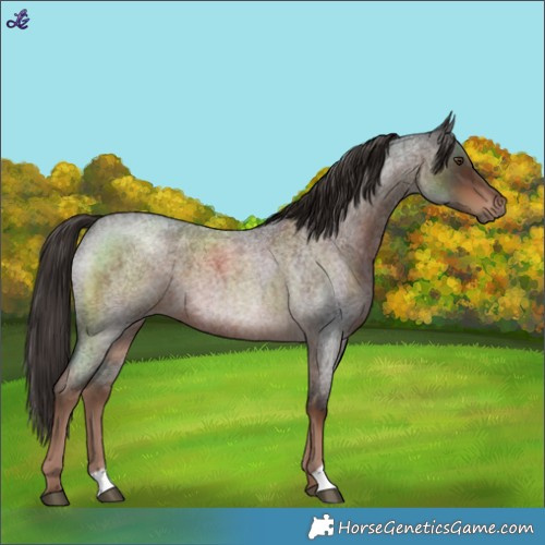 Horse Color:Liver Red Roan